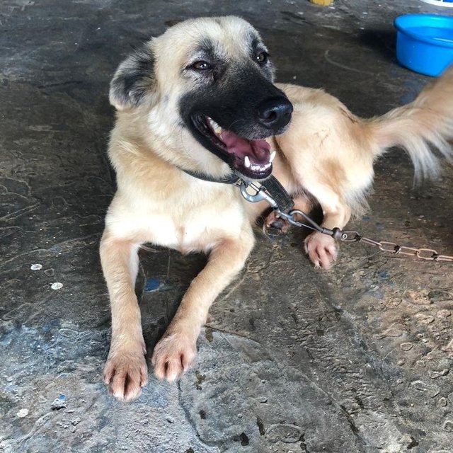 Lea - Belgian Shepherd Malinois Mix Dog