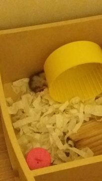 Rice Ball - Short Dwarf Hamster Hamster