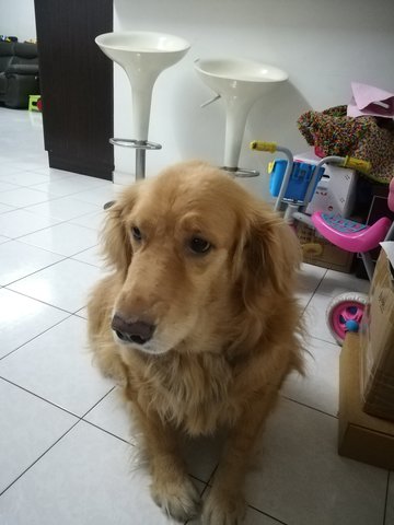 Bobo - Golden Retriever Dog