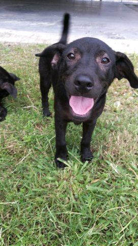 3 Black Puppies - Schnauzer Mix Dog