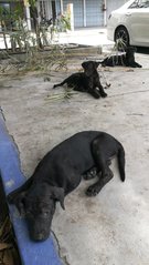 3 Black Puppies - Schnauzer Mix Dog