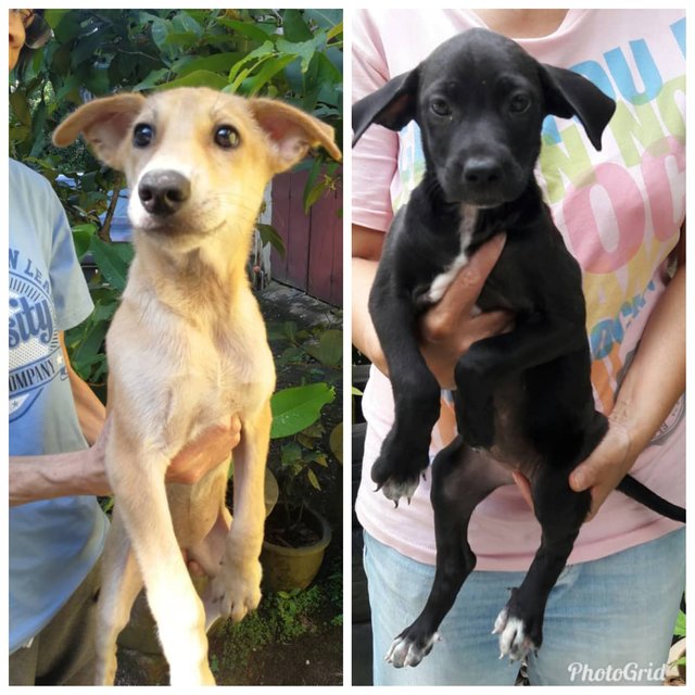 Boy &amp; Girl - Mixed Breed Dog