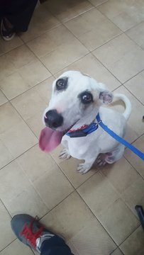 Smoky Girl - Bearded Collie Mix Dog