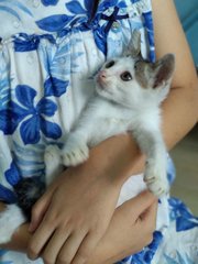 Cute Kitty For Adoption - Domestic Short Hair Cat