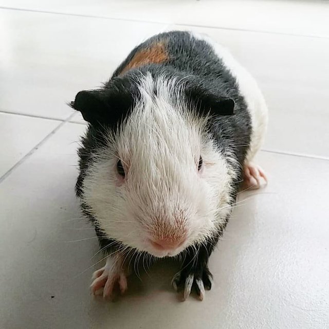 Blackie, Oreo And Cookie - Guinea Pig Small & Furry