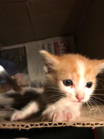 Little Boy - Domestic Medium Hair Cat