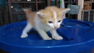 Little Boy - Domestic Medium Hair Cat