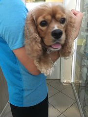 Sheldon - Cocker Spaniel Dog