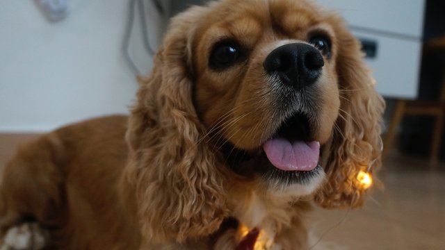 Sheldon - Cocker Spaniel Dog