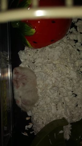 Gemuk - Syrian / Golden Hamster Hamster