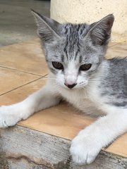 Jaja - Domestic Short Hair Cat