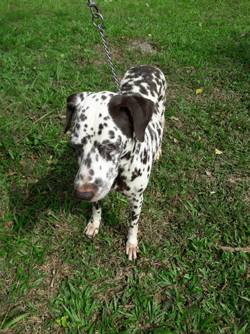 Dalmie - Dalmatian Dog