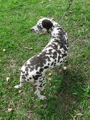 Dalmie - Dalmatian Dog