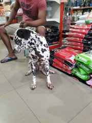 Dalmie - Dalmatian Dog