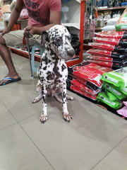 Dalmie - Dalmatian Dog