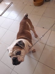 Tiger - English Bulldog Dog