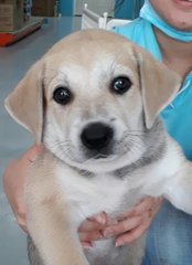 Loki - Labrador Retriever Mix Dog