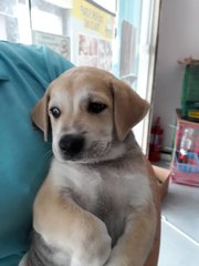 Loki - Labrador Retriever Mix Dog