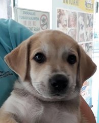 Loki - Labrador Retriever Mix Dog