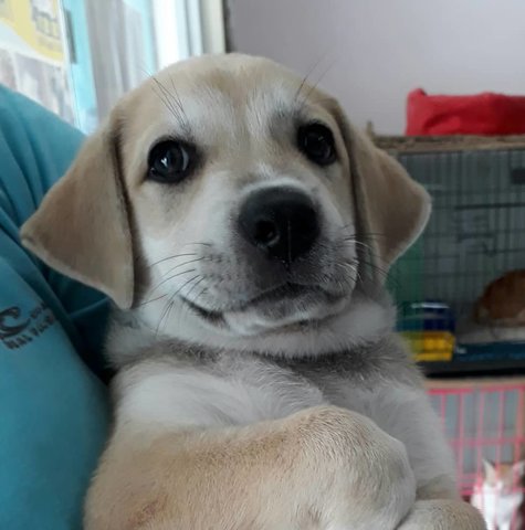 Loki - Labrador Retriever Mix Dog