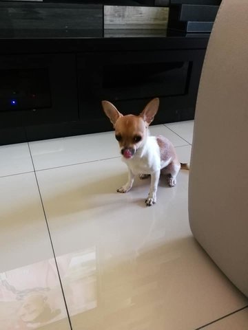 Chihuahua - Chihuahua Dog