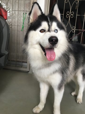 Husky - Husky Dog