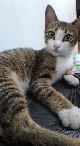 Baby (Jinjang North Area) - Domestic Short Hair Cat