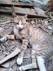 Baby (Jinjang North Area) - Domestic Short Hair Cat