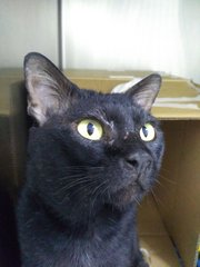 Bagheera - Domestic Short Hair Cat