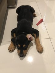 Tyson - Rottweiler Mix Dog