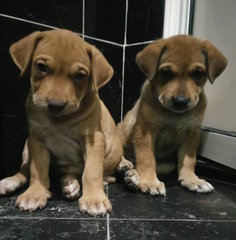 Abi - Mixed Breed Dog