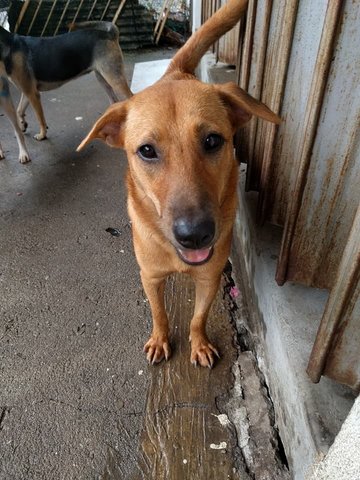 Britney The Charming Lady - Mixed Breed Dog