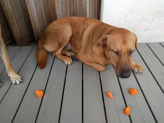 Th face while eating carrot