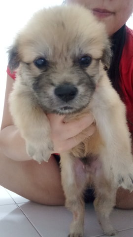 Brownie - Mixed Breed Dog