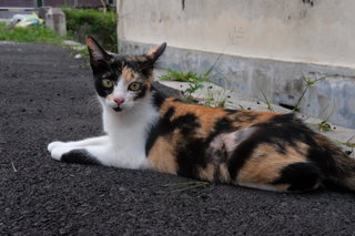 Tupat - Domestic Short Hair Cat