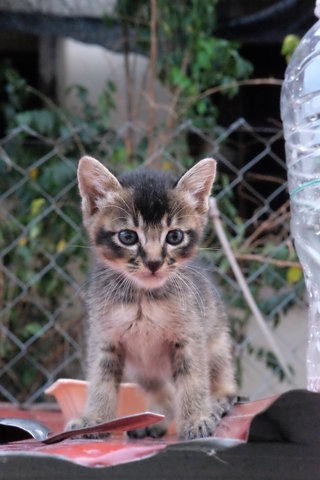 Tata - Domestic Short Hair Cat