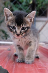 Tata - Domestic Short Hair Cat