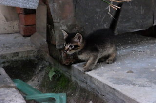 Tata - Domestic Short Hair Cat