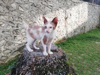 Little Cookie - Domestic Short Hair Cat