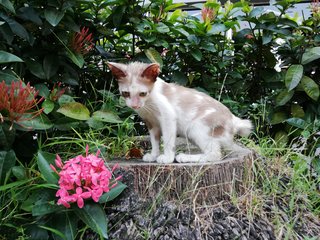 Little Cookie - Domestic Short Hair Cat