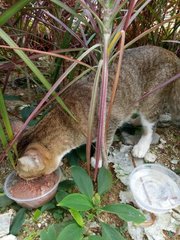 Tricoloured Breed Cat - American Shorthair Cat