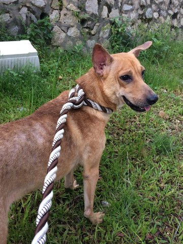 Brownies - Mixed Breed Dog