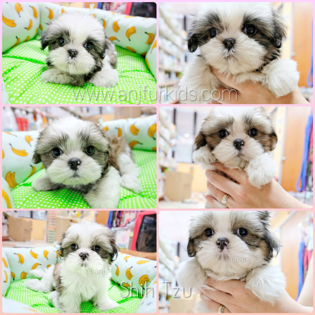 Quality Female Shih Tzu Pup3pies - Shih Tzu Dog