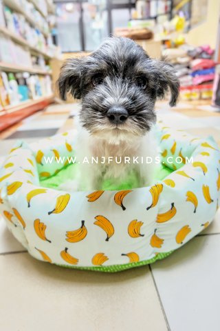 Female Mini Schnauzer Mi1x Shih Tzu - Schnauzer + Shih Tzu Dog