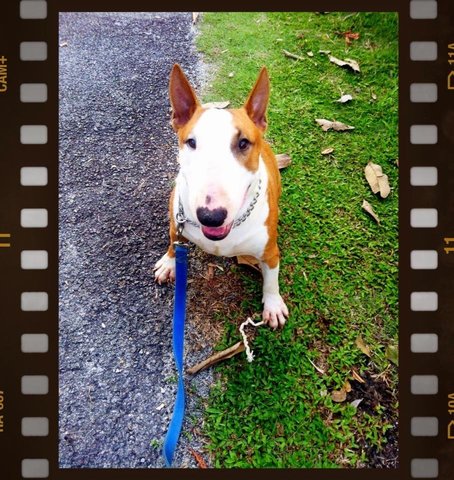 Muffin - Bull Terrier Dog