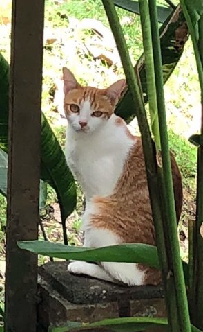 Peanut - Domestic Short Hair Cat