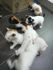 Small Kittens - American Shorthair + Domestic Short Hair Cat