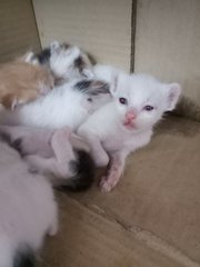 Small Kittens - American Shorthair + Domestic Short Hair Cat