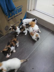 Small Kittens - American Shorthair + Domestic Short Hair Cat