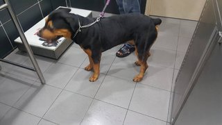 Simba - Rottweiler Dog